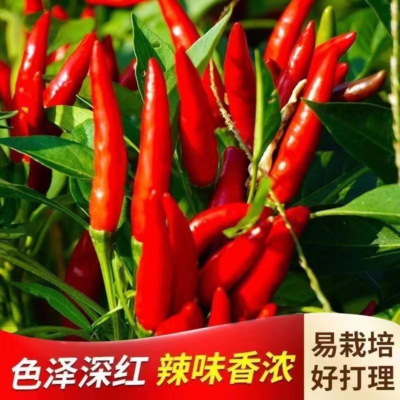 辣多美朝天椒种子大果型簇生朝天椒种子皮厚籽多高辣度抗病