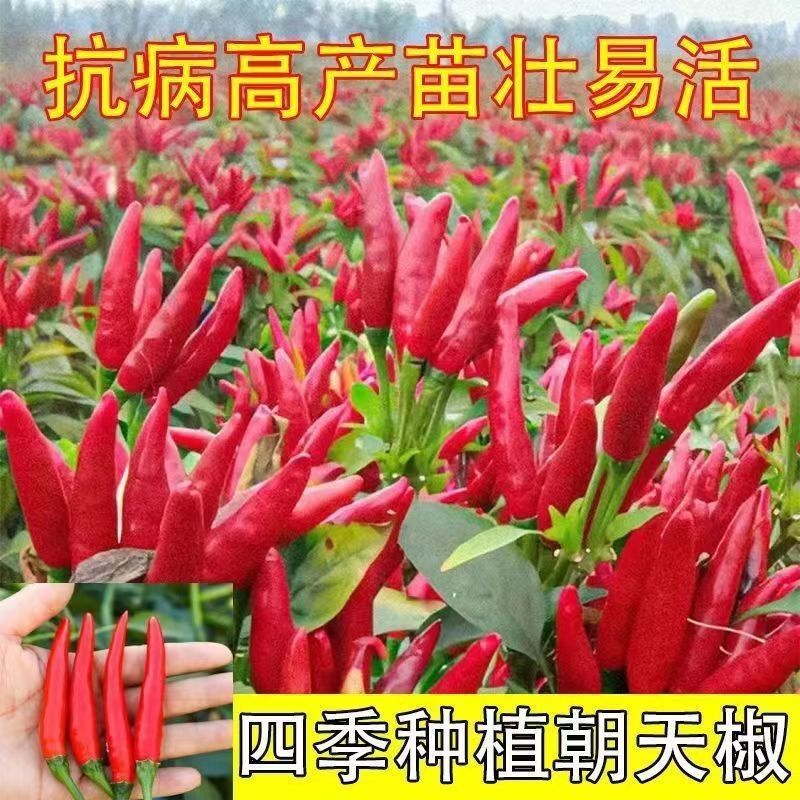 辣多美朝天椒种子大果型簇生朝天椒种子皮厚籽多高辣度抗病
