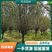 伟森园林基地直供12公分绚丽海棠树形优美花期长