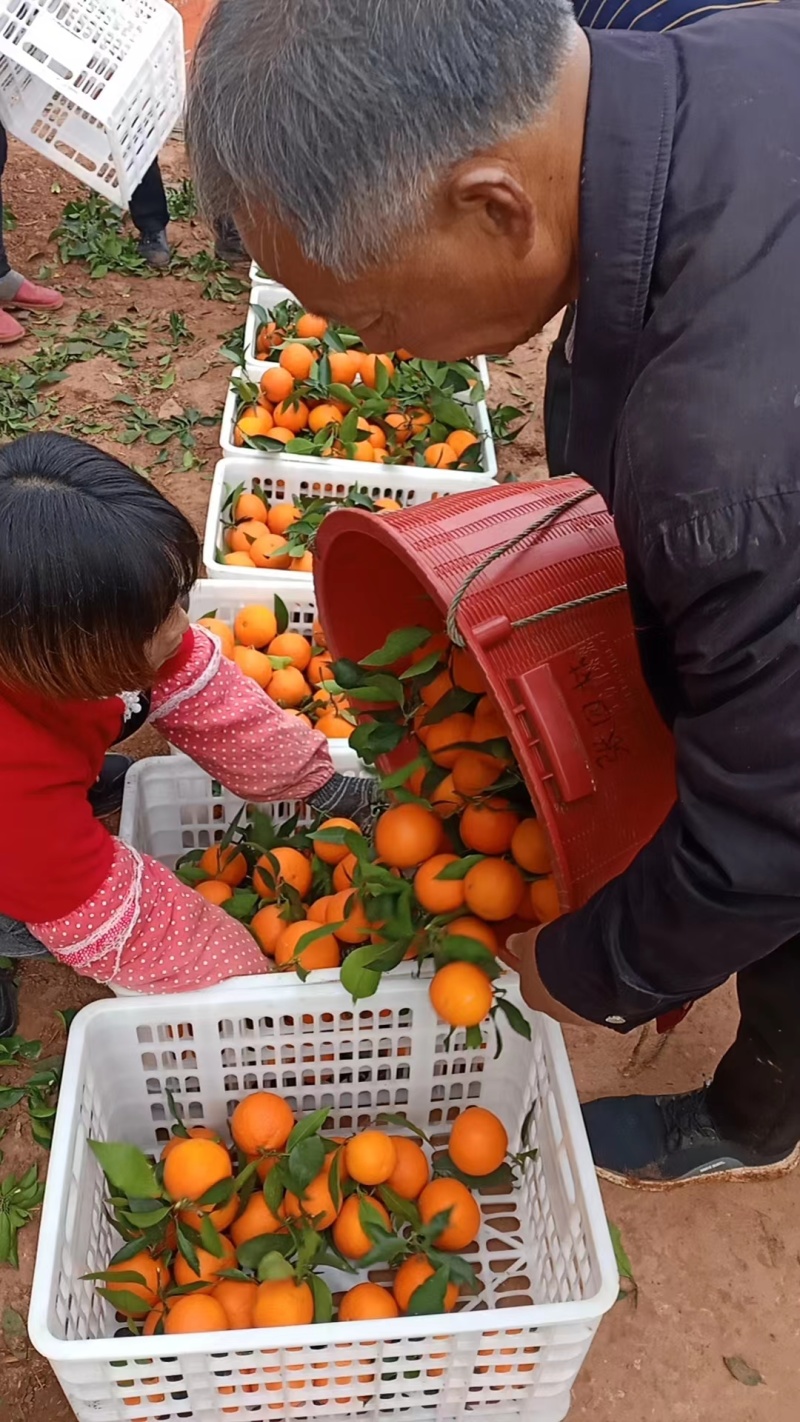 【年货不断】春见耙耙柑四川产地一手货源，含快递费。