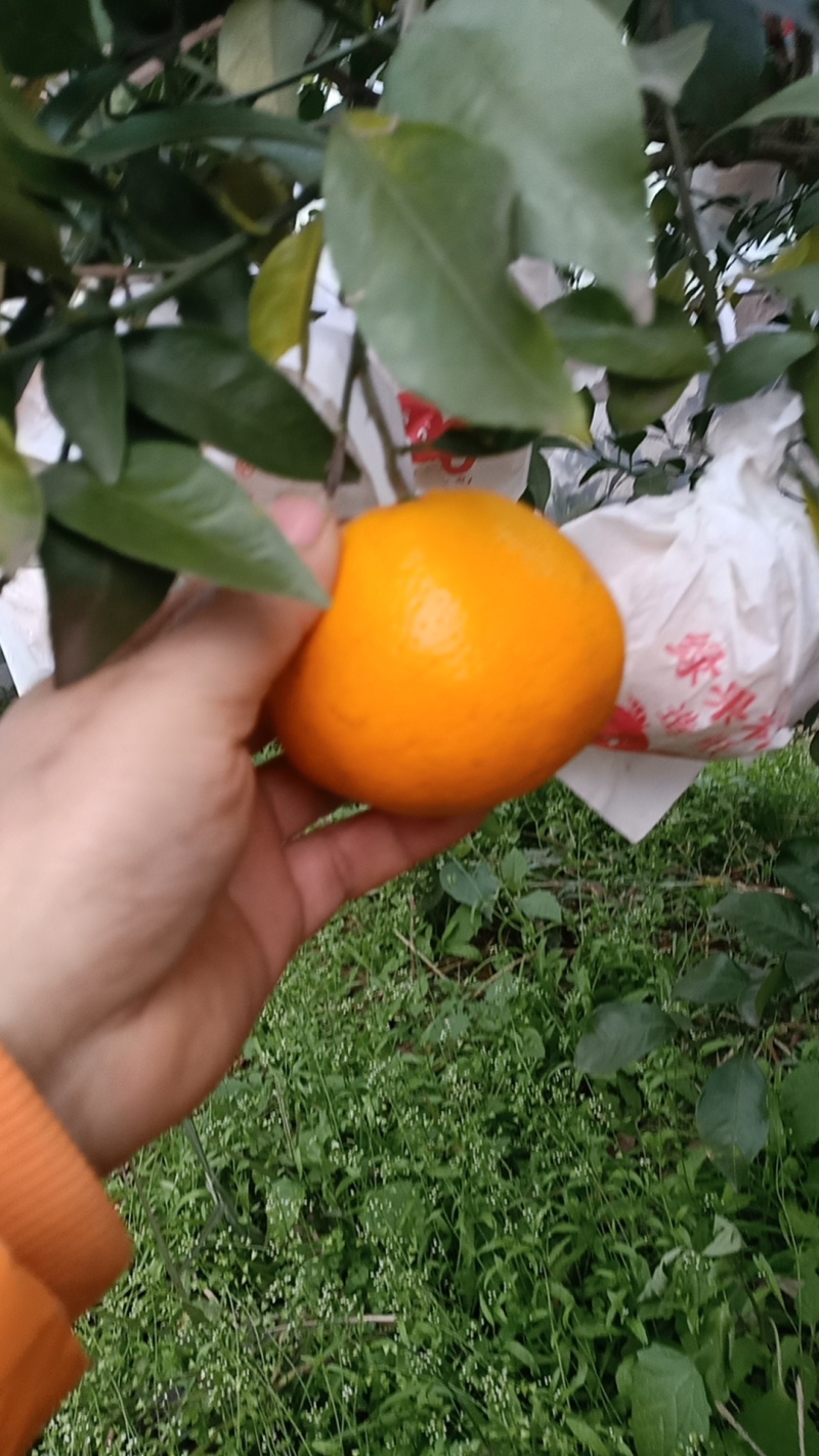 【年货不断】春见耙耙柑四川产地一手货源，含快递费。