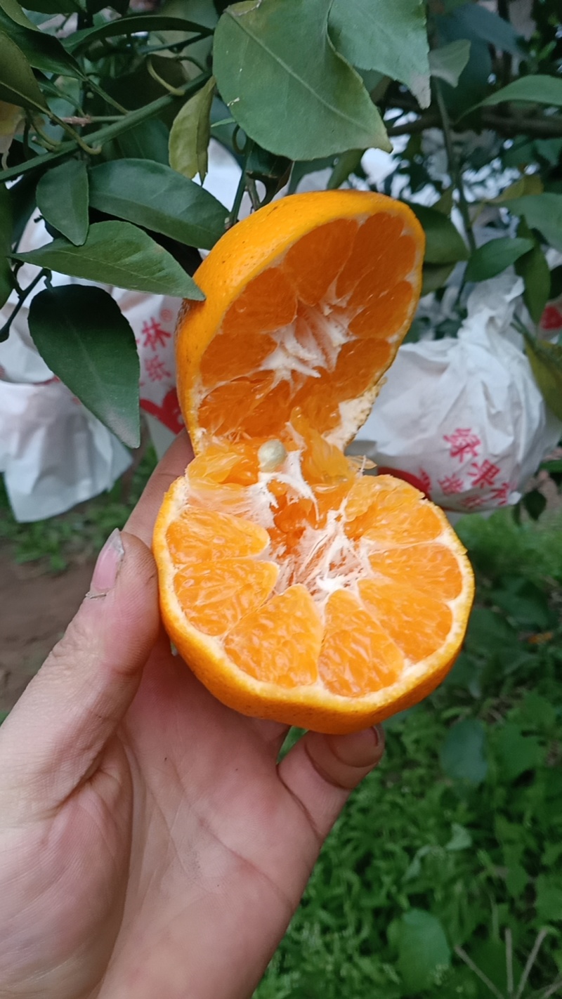 【年货不断】春见耙耙柑四川产地一手货源，含快递费。