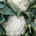 湖北天菜花品质保障产地直供专业代收代办可供全国