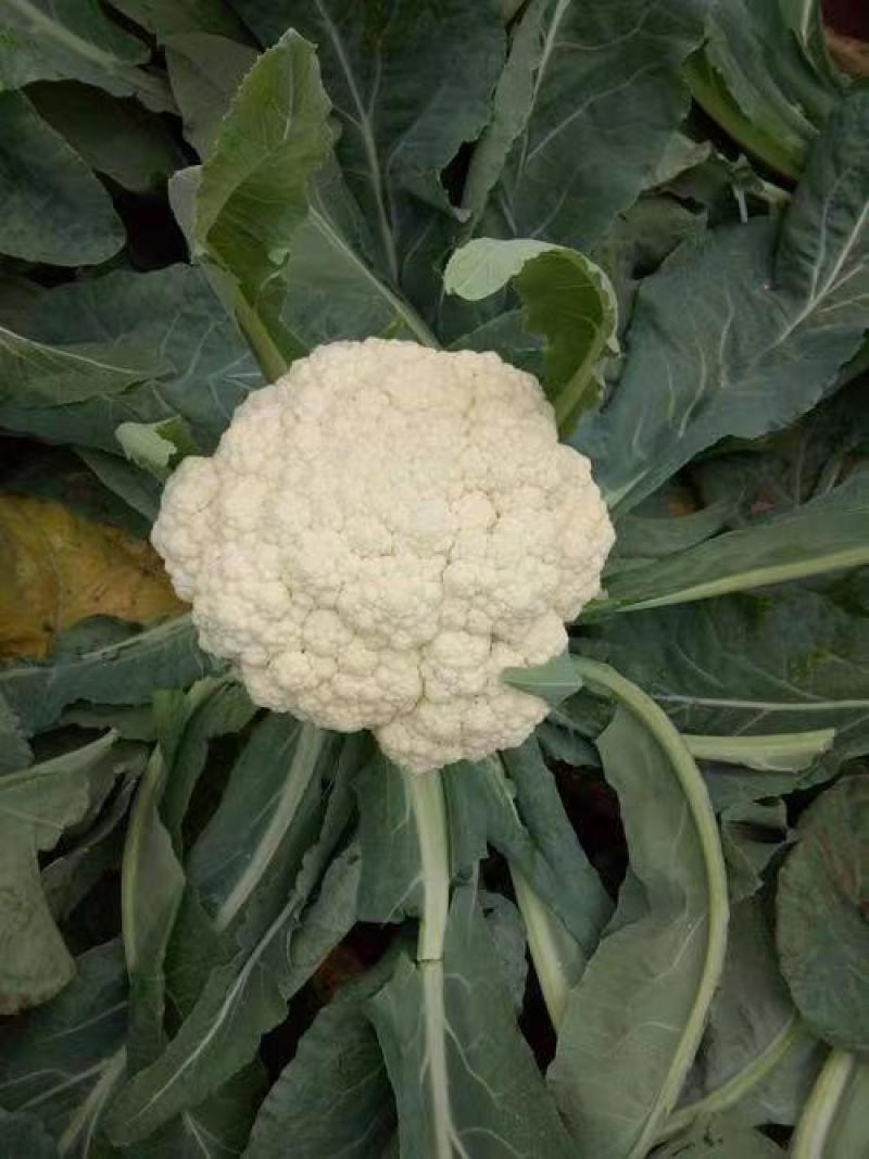 湖北天菜花品质保障产地直供专业代收代办可供全国