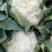 湖北天菜花品质保障产地直供专业代收代办可供全国