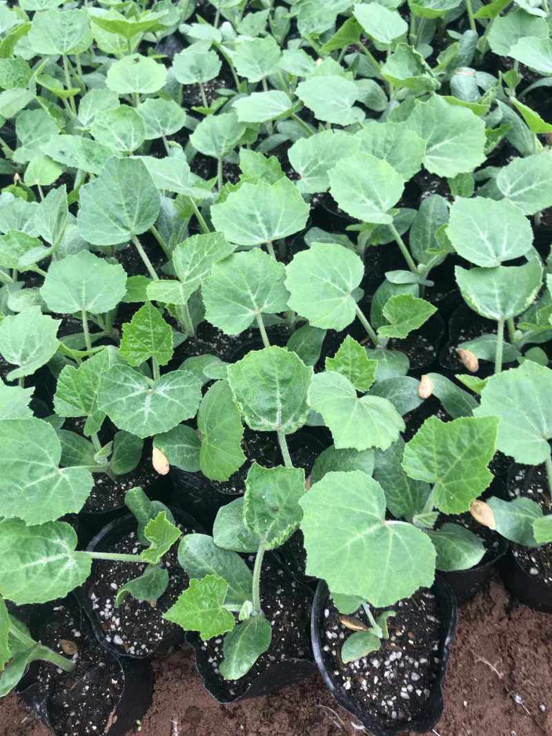 香芋南瓜苗，品质保证，产地直供，欢迎来电咨询