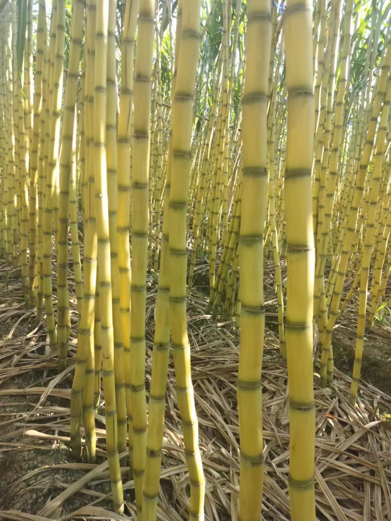（云南黄皮甘蔗）大量现货脆甜多汁皮薄肉厚现坎现发