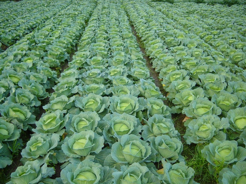 湖北精品甘蓝基地热卖中，供货面向全国各地，质量好价格低，