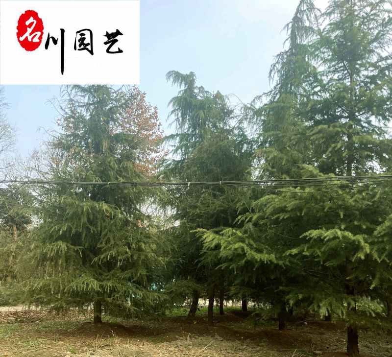 四川雪松绿化苗木批发供应精品优质雪松树形好价低物优