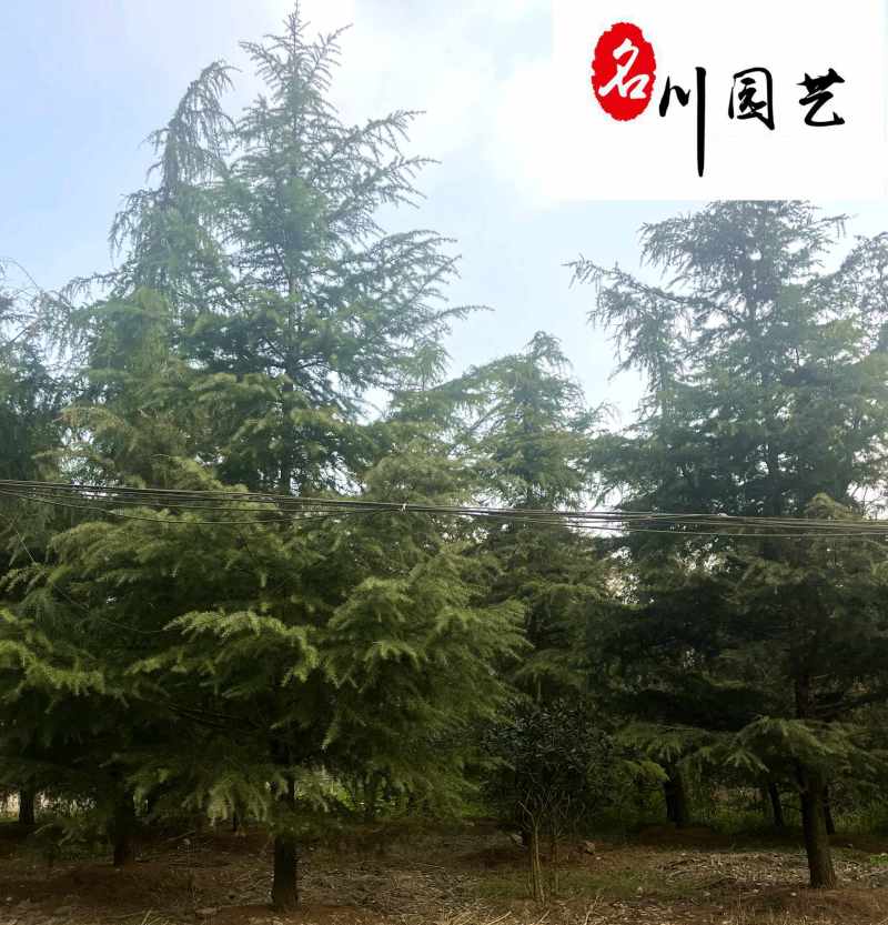 四川雪松绿化苗木批发供应精品优质雪松树形好价低物优