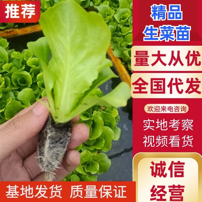 云南大量批发生菜苗，根系荗，量大价优，质量保证按时发货