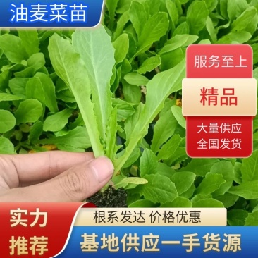 精品油麦菜苗云南蔬菜苗基地常年供应质优价廉货量充足