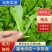 精品油麦菜苗云南蔬菜苗基地常年供应质优价廉货量充足