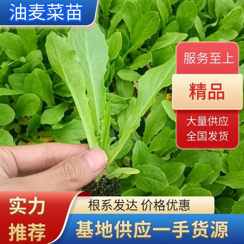 精品油麦菜苗云南蔬菜苗基地常年供应质优价廉货量充足