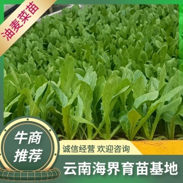 【油麦菜苗】，基地供应，大量批发，可视频看货，价格优惠