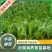 【油麦菜苗】，基地供应，大量批发，可视频看货，价格优惠