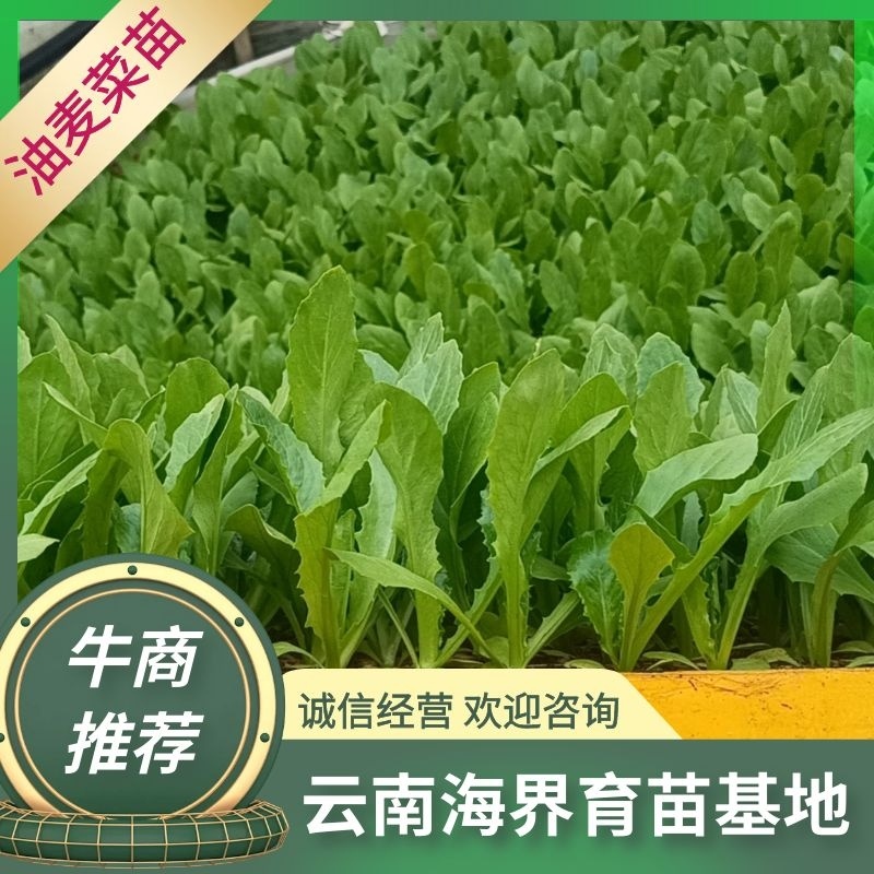 【油麦菜苗】，基地供应，大量批发，可视频看货，价格优惠