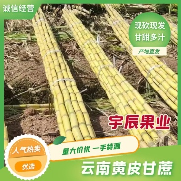 云南甘蔗【黄皮甘蔗】一手货源量大价优可视频看货