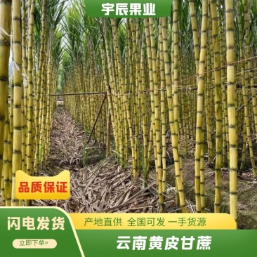 黄皮甘蔗，云南黄金甘蔗，皮薄肉满，全国发货