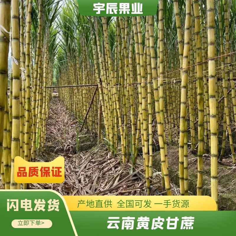 黄皮甘蔗，云南黄金甘蔗，皮薄肉满，全国发货