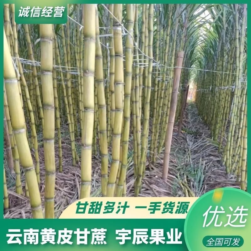 云南黄皮甘蔗源头产地货，脆甜多汁量大价优，对接对接全国