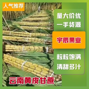 云南黄皮甘蔗大量供应中，现砍现发，对接全国商超