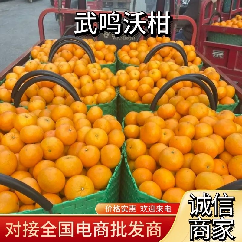 【推荐广西武鸣沃柑大量供应对接电商抖音快手拼多多一件代发