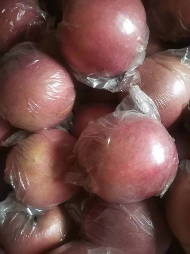 【精品】膜袋红富士苹果，质量保证，产地直发货量充足欢迎选购