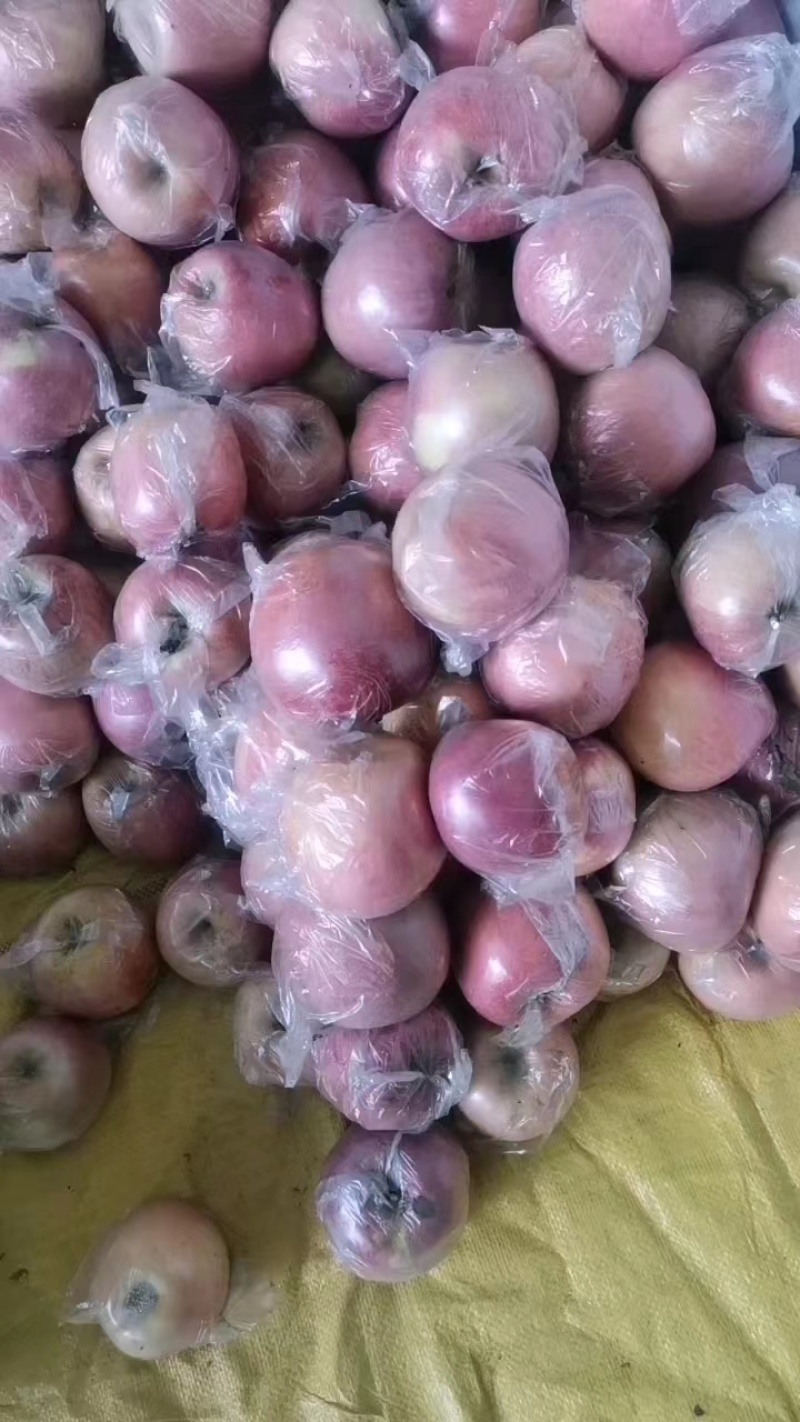 【精品】膜袋红富士苹果，质量保证，产地直发货量充足欢迎选购