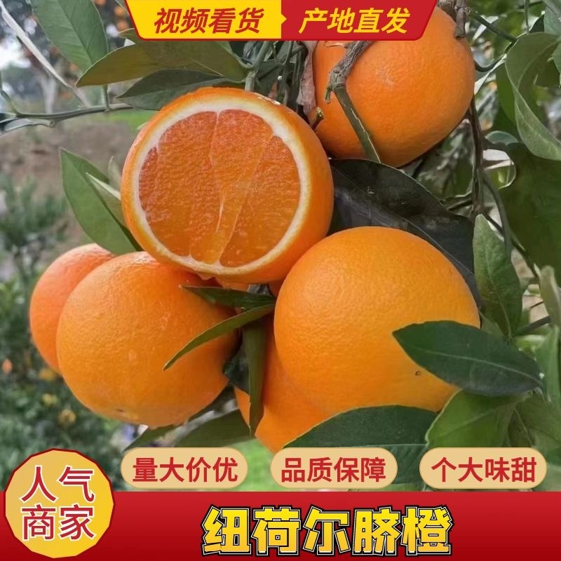 【优质】橙子/纽荷尔脐橙/湖北宜昌纽荷尔脐橙/供应电商