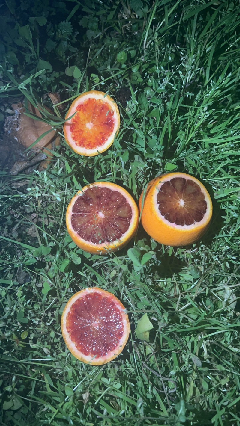 产地直发精品血橙皮薄水分足甜度高量大从优可视频看货