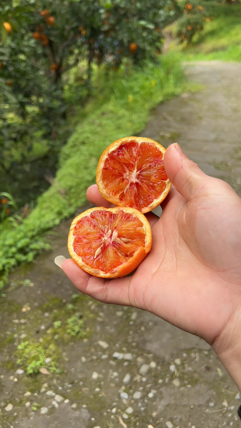 产地直发精品血橙皮薄水分足甜度高量大从优可视频看货