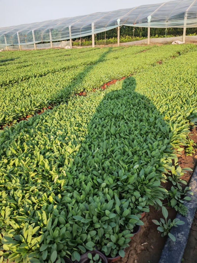 推荐优质供货电商，金鸡菊，山东潍坊，货源充足，价格优惠