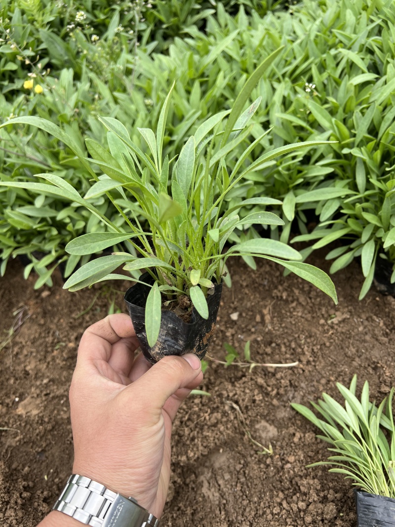 推荐优质供货电商，金鸡菊，山东潍坊，货源充足，价格优惠