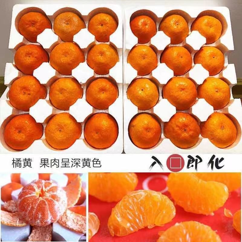 砂糖橘水果量大柑橘广西桂林市灌阳县沙糖桔欢迎选购