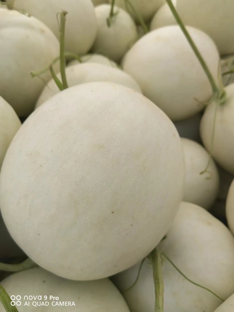 江苏东台精品玉菇甜瓜一手货源支持全国代发质量保证