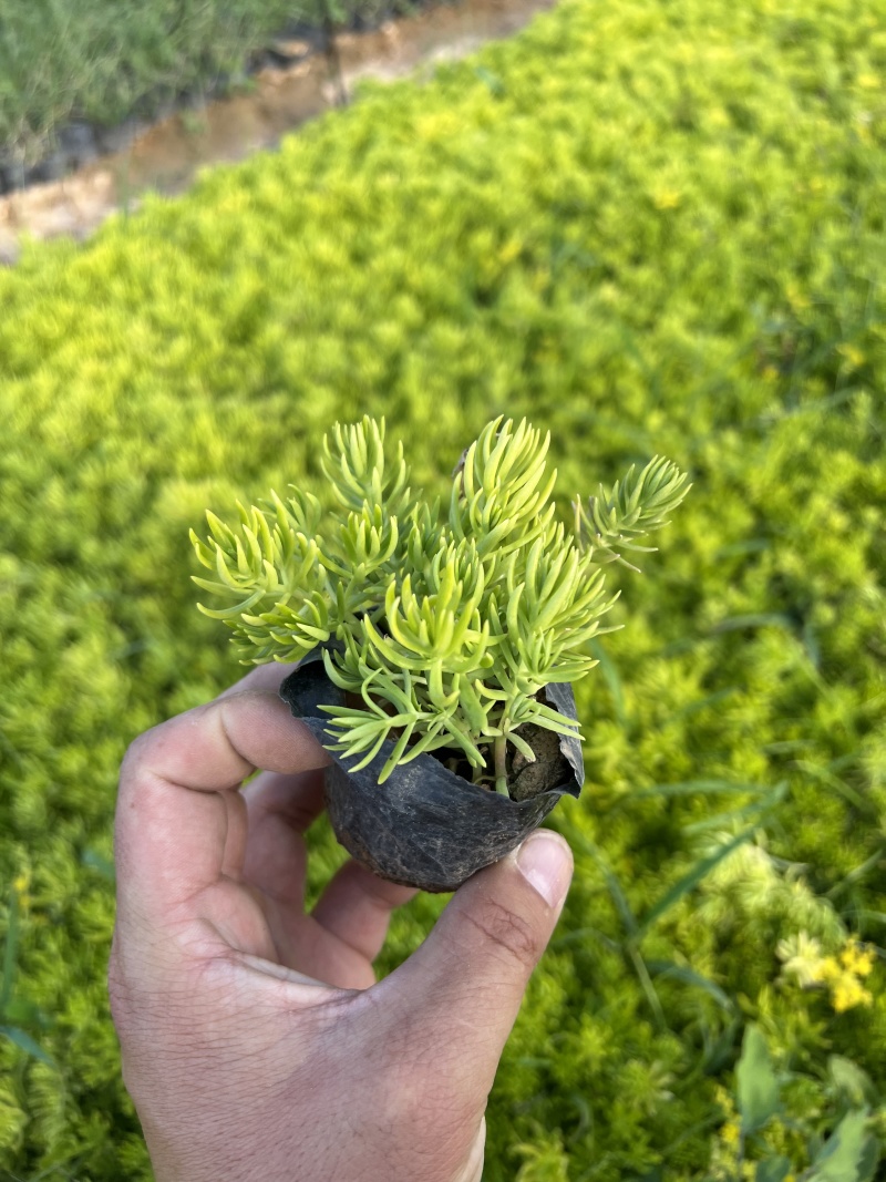 推荐优质供货电商，黄金条苗木，山东潍坊，价格优惠