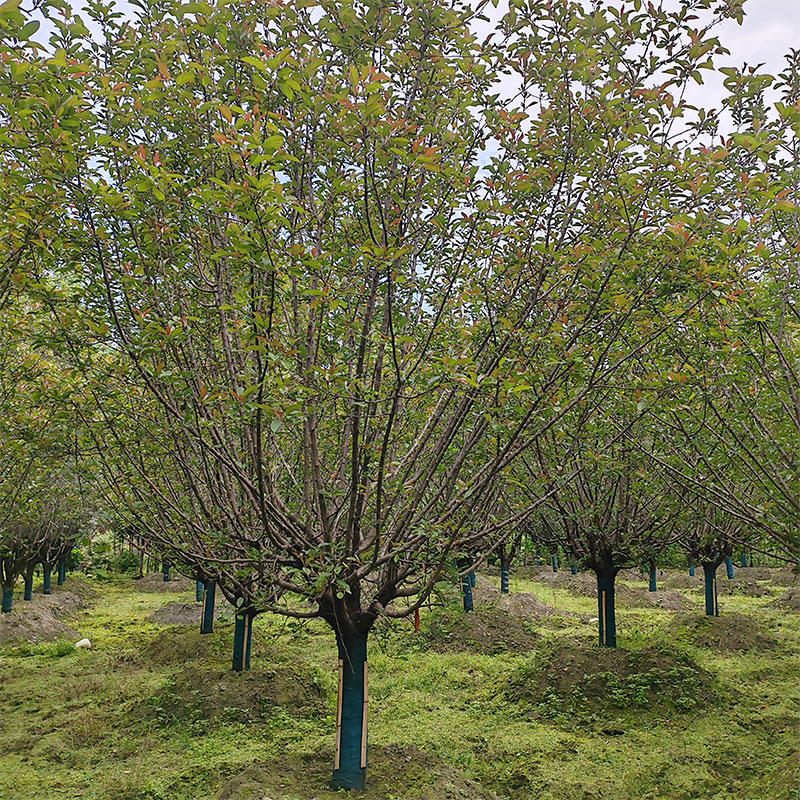 伟森园林基地直供14公分绚丽海棠城市绿化工程树