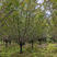 伟森园林基地直供14公分绚丽海棠城市绿化工程树