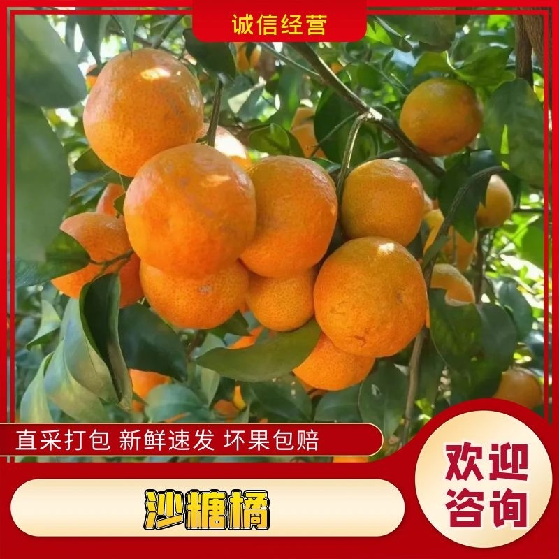 【精品砂糖橘】砂糖橘广西桂林产地大量上市口感纯甜保质保量电联
