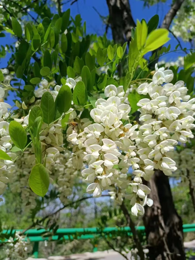 【推荐】纯正赤峰槐花蜜，品质保证，货源充足，欢迎来电采购！