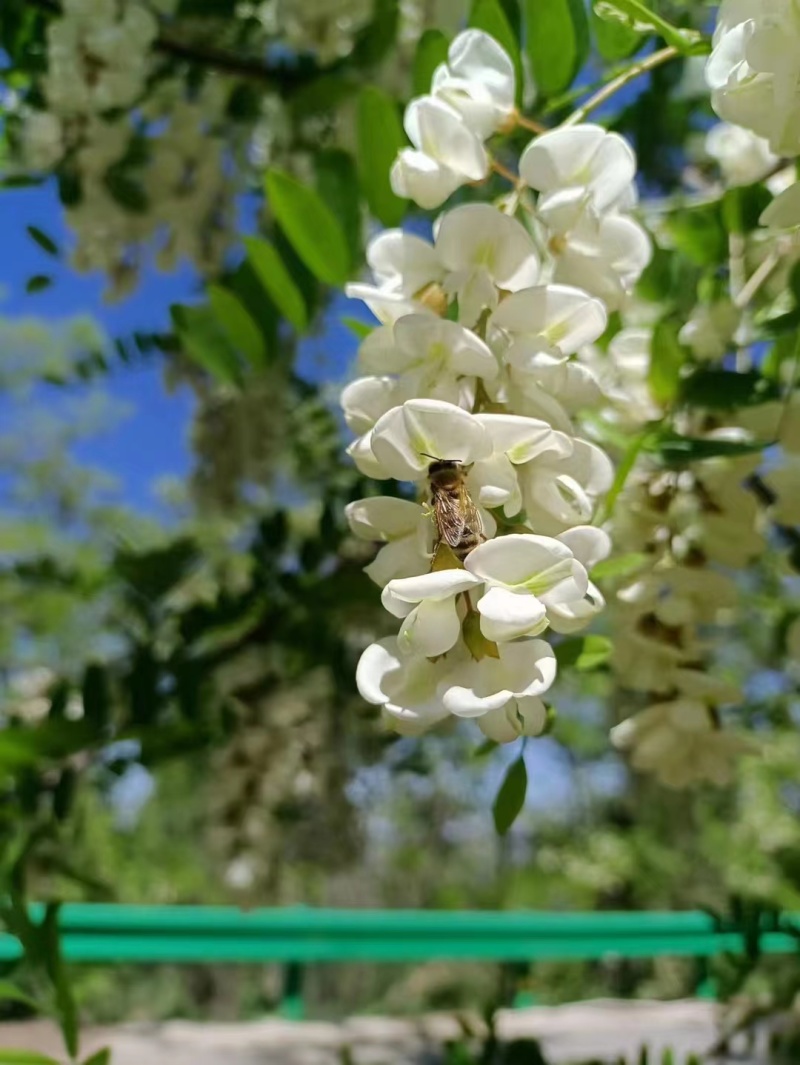 【推荐】纯正赤峰槐花蜜，品质保证，货源充足，欢迎来电采购！