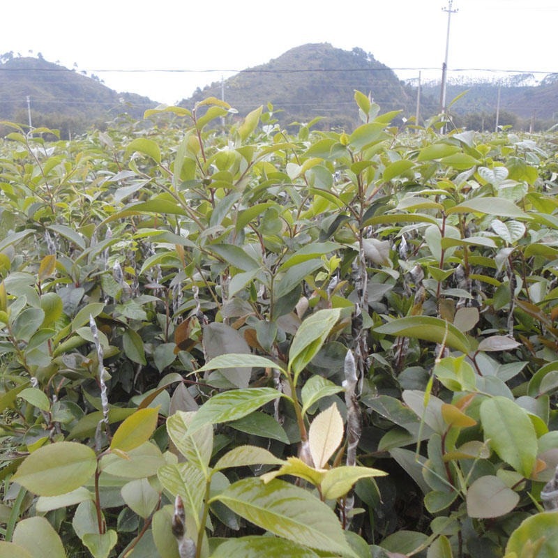 白花油茶苗，规格齐全，品质保证，欢迎来电咨询