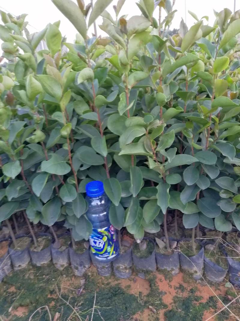 白花油茶苗，规格齐全，品质保证，欢迎来电咨询