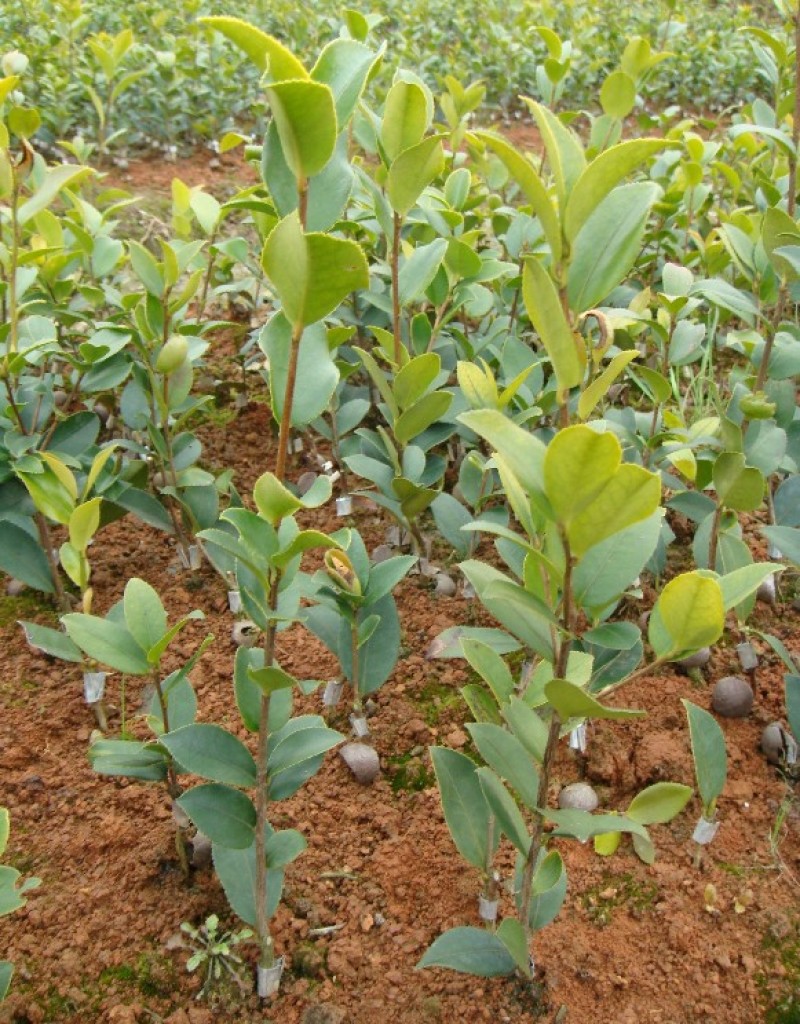 白花油茶苗，规格齐全，品质保证，欢迎来电咨询
