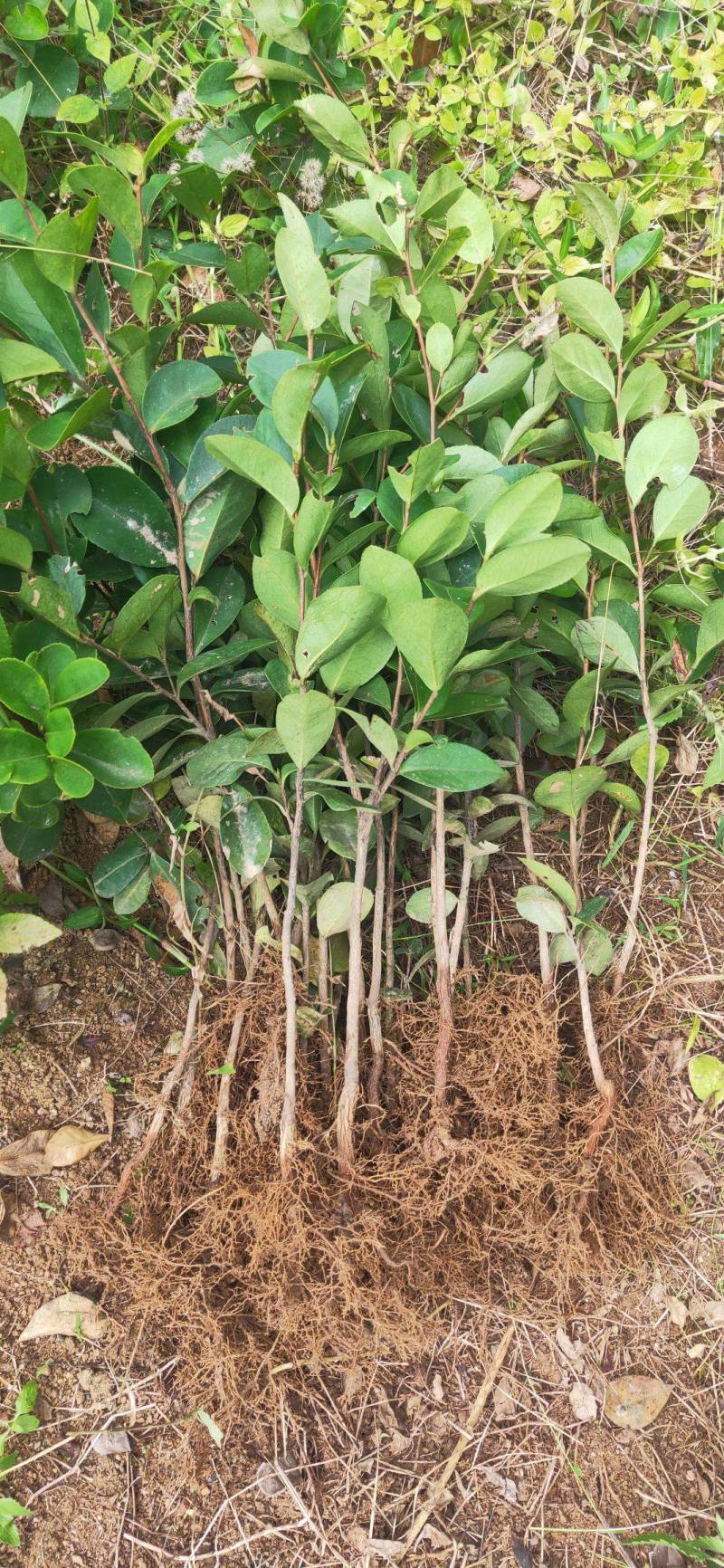 油茶苗50~70cm，规格齐全，品质保证，欢迎来电咨询