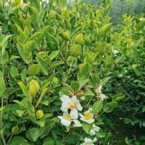 油茶苗30~49cm，规格齐全，品质保证，欢迎来电咨询