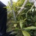 桢楠树苗袋苗，品质保证，产地直发，欢迎来电咨询