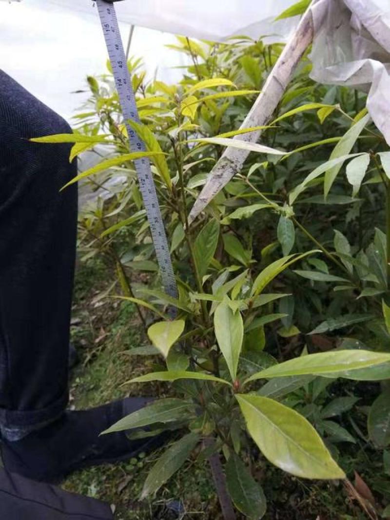 桢楠树苗袋苗，品质保证，产地直发，欢迎来电咨询