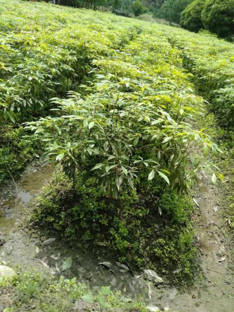 桢楠树苗袋苗，品质保证，产地直发，欢迎来电咨询